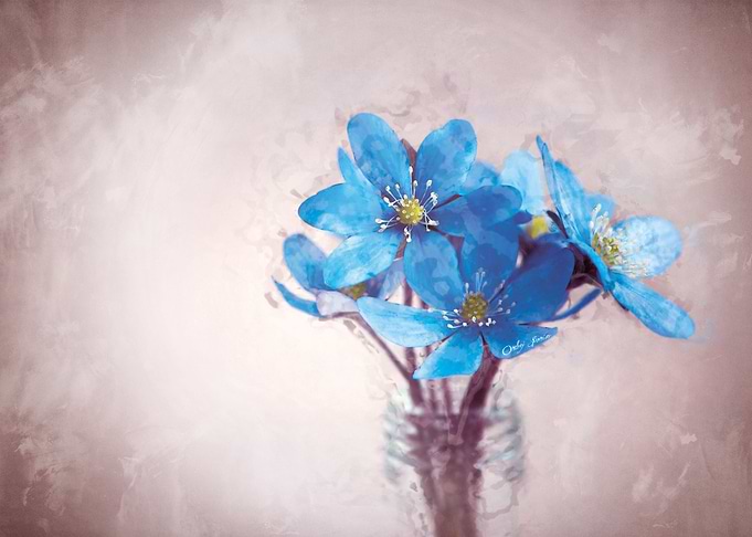 Hepatica