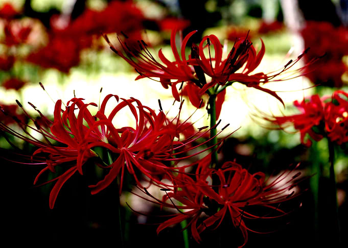 red