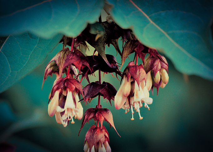 Hanging Flowers