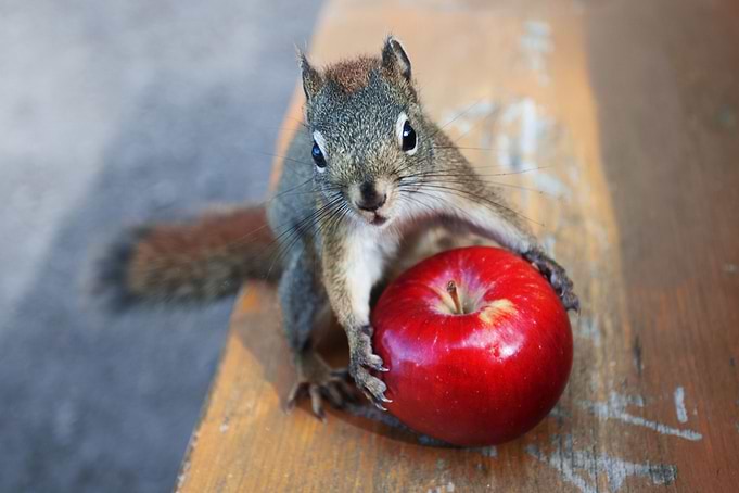 The chipmunk and the apple