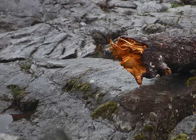 Fallen tree