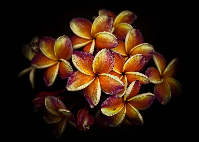Colorful frangipani