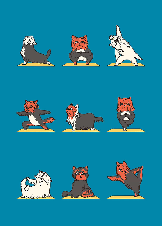 Yorkshire Terrier Yoga