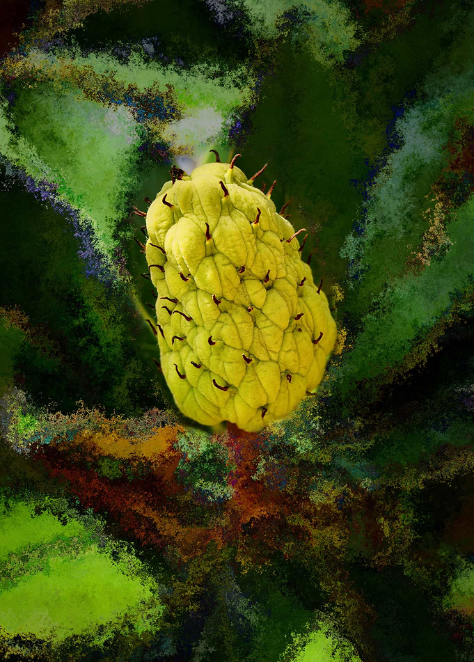 Fruit of Magnolia