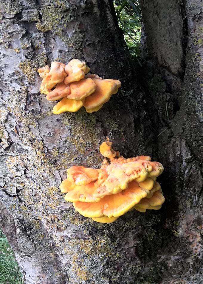 On a Tree
