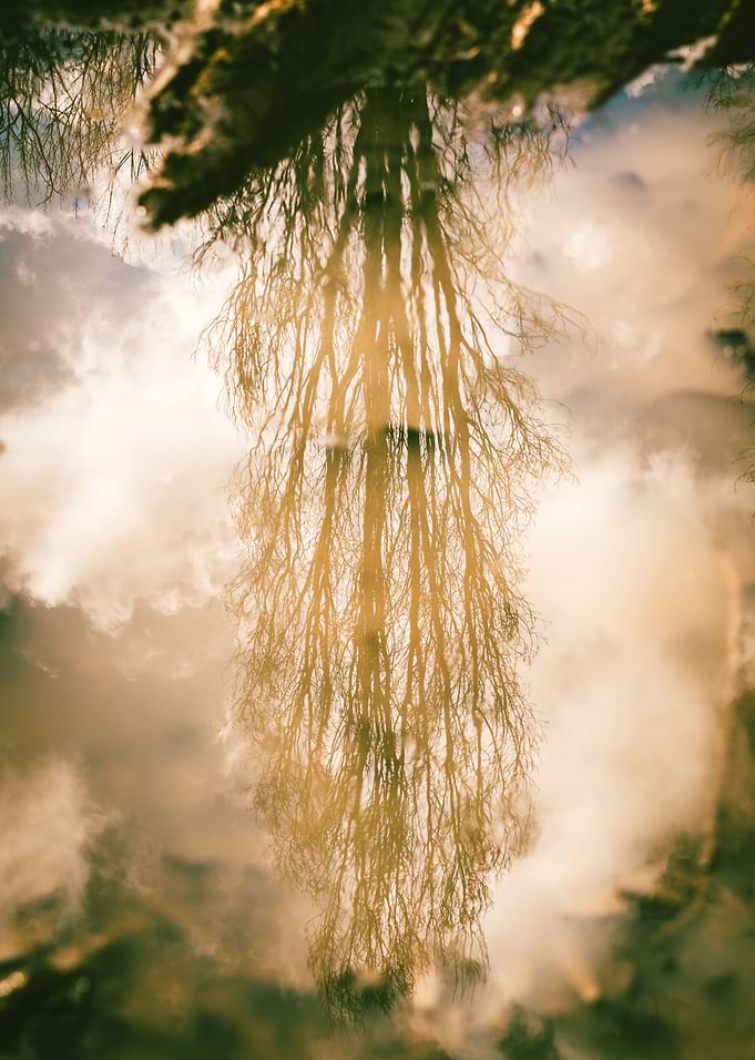 reflectedTree