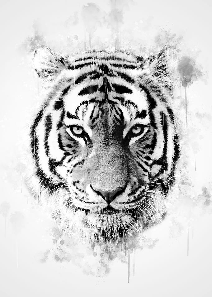 Tiger Head Black and White