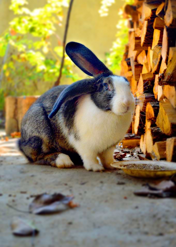 Rabbit