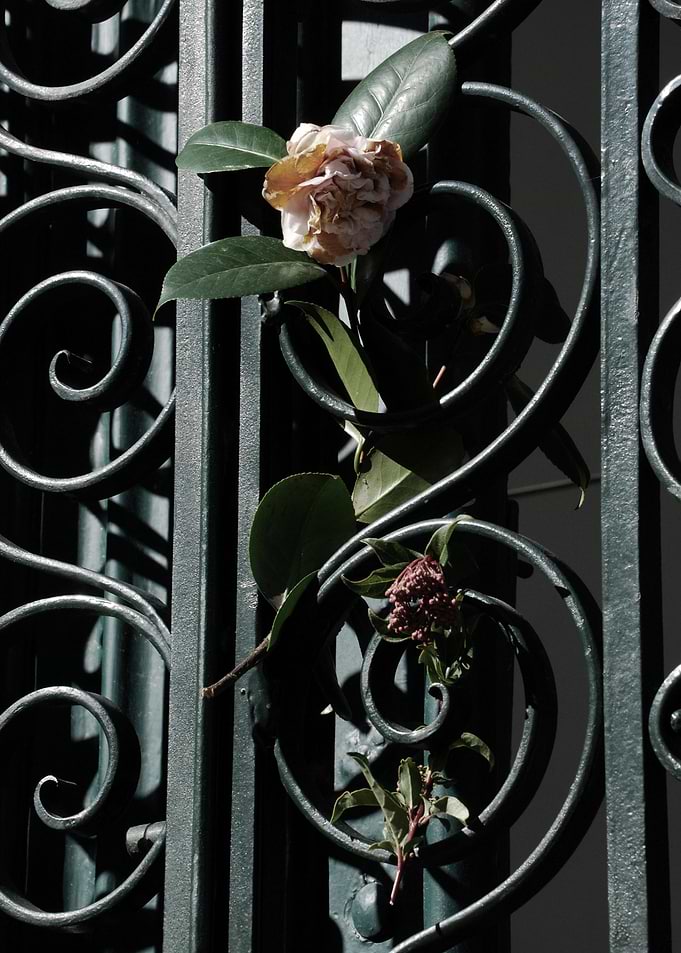 BEAUTY IN DEATH