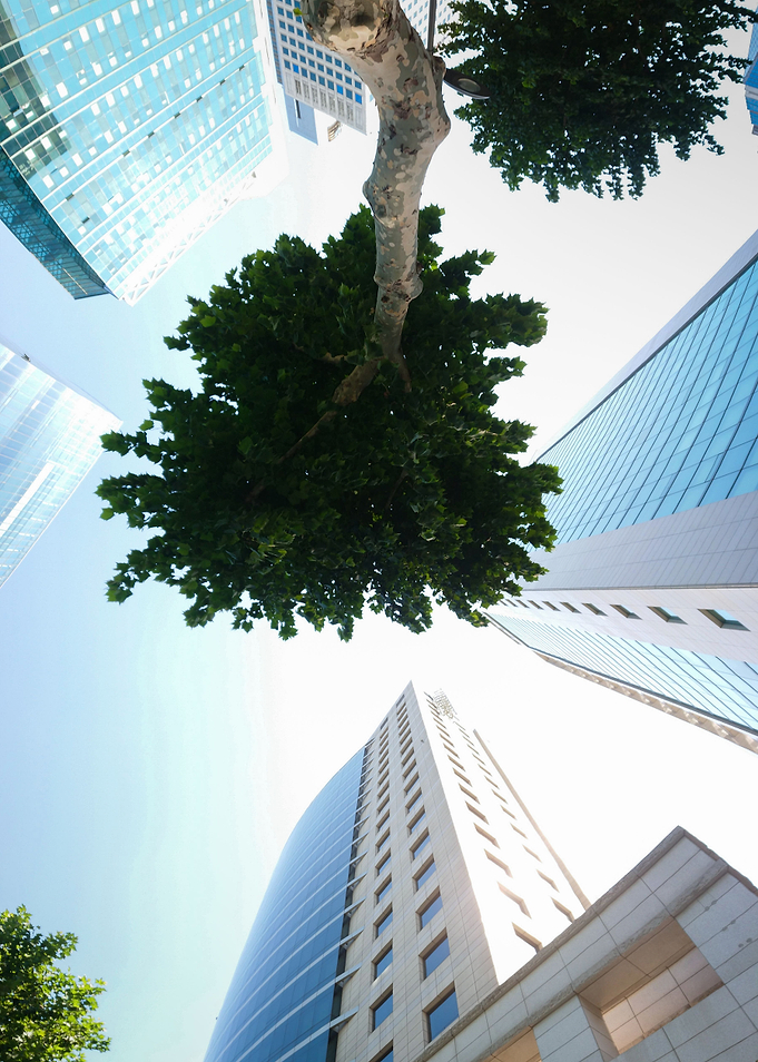 Center Tree