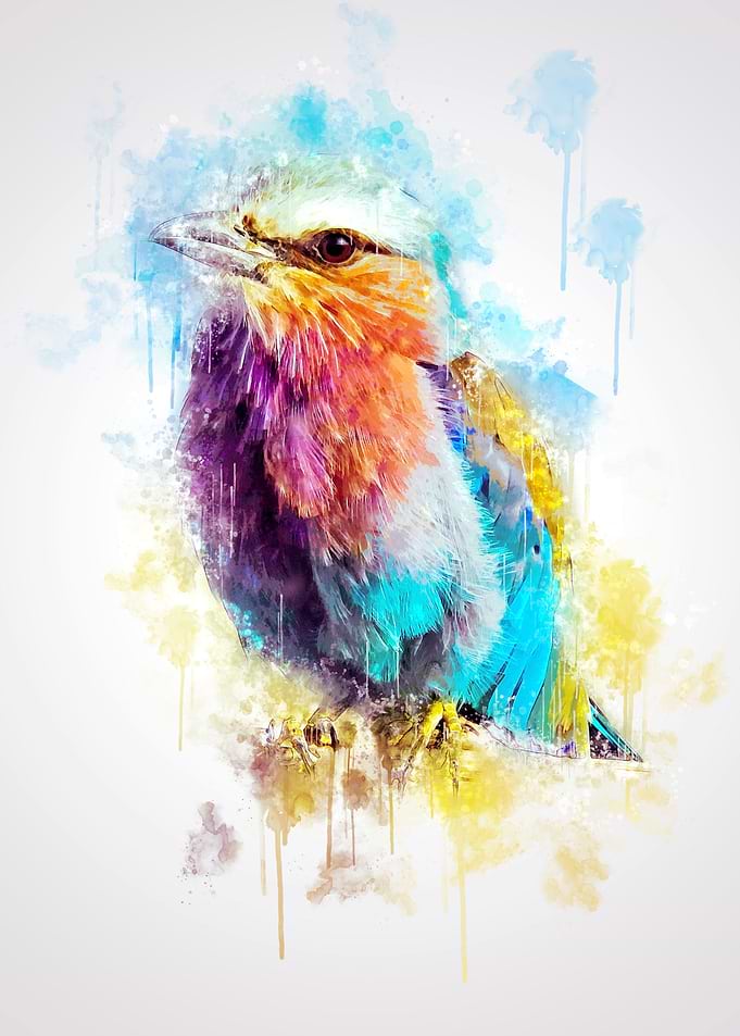 Lilac Breasted Roller