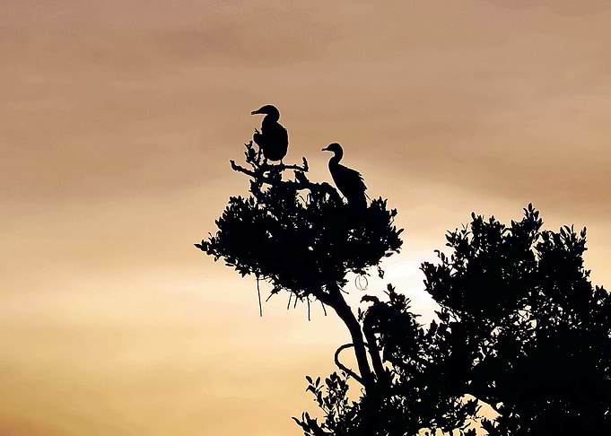 Rookery Silhouette