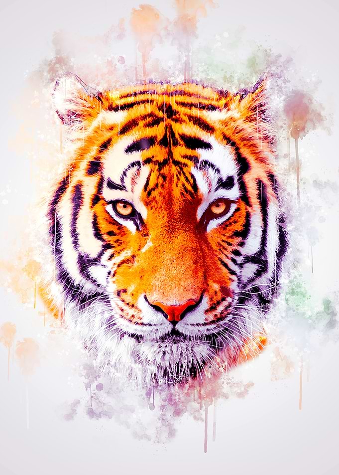 Tiger Head