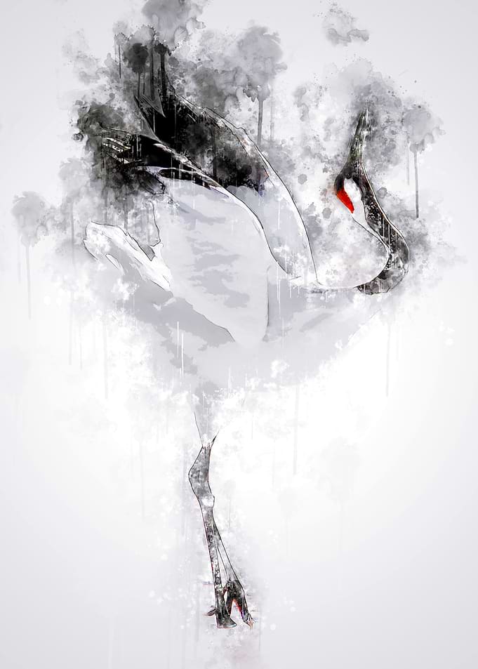 Japanese Red Crowned Crane