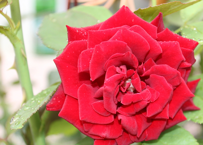 Red passion