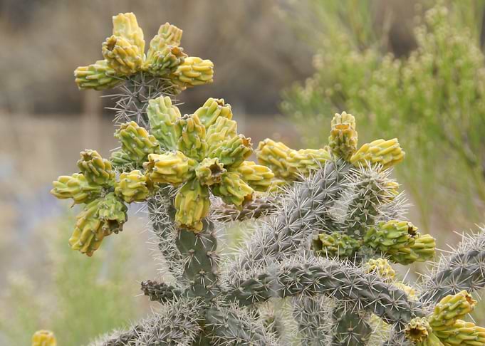 Cactus Life