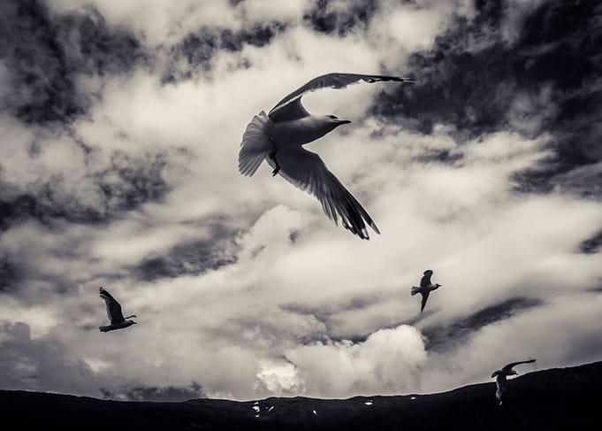 Seagulls