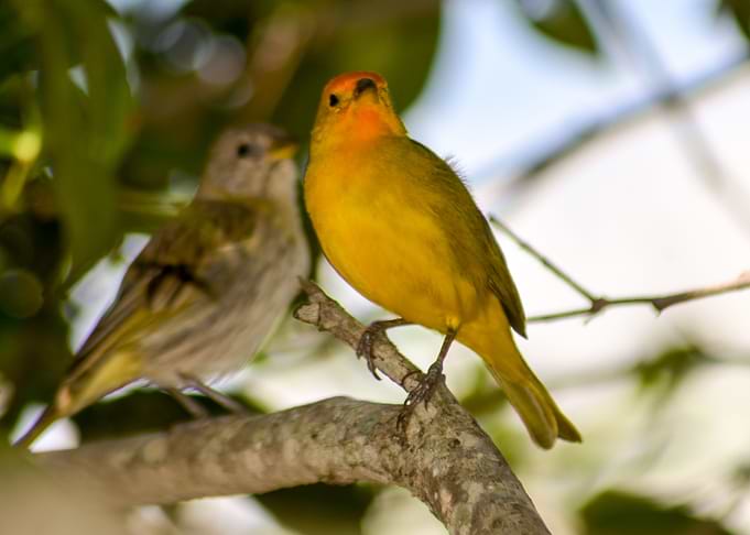 Yellow Bird