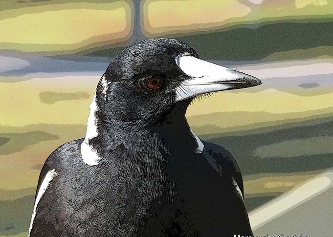 Magpie