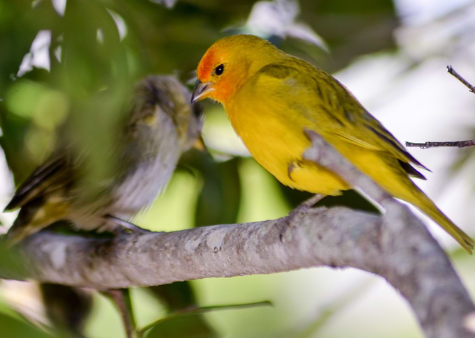 Yellow Bird