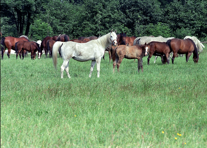 Horses 4