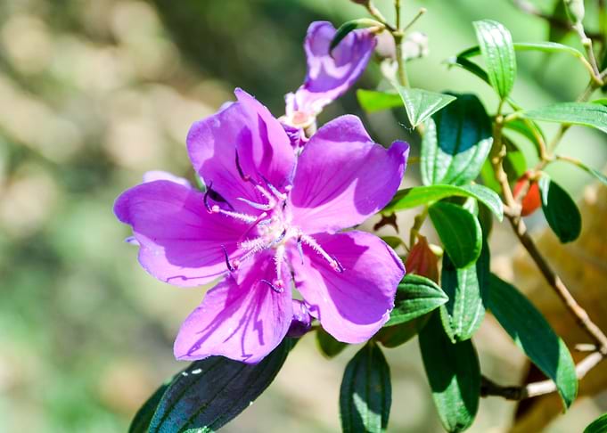 Pink Flower