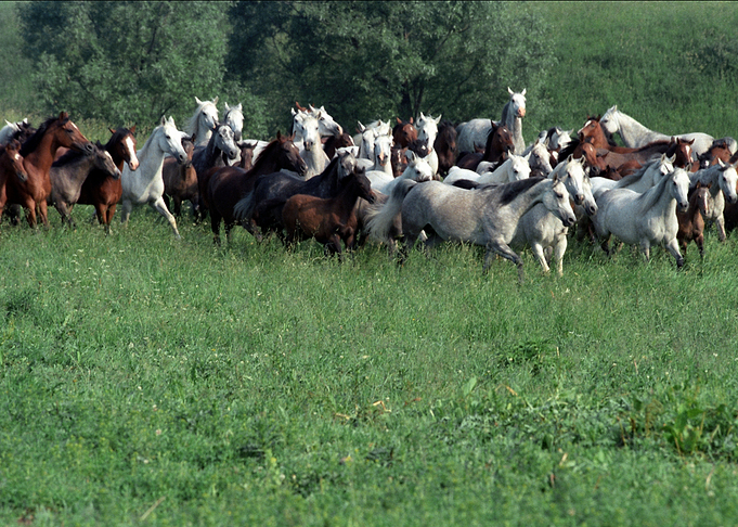Horses 9