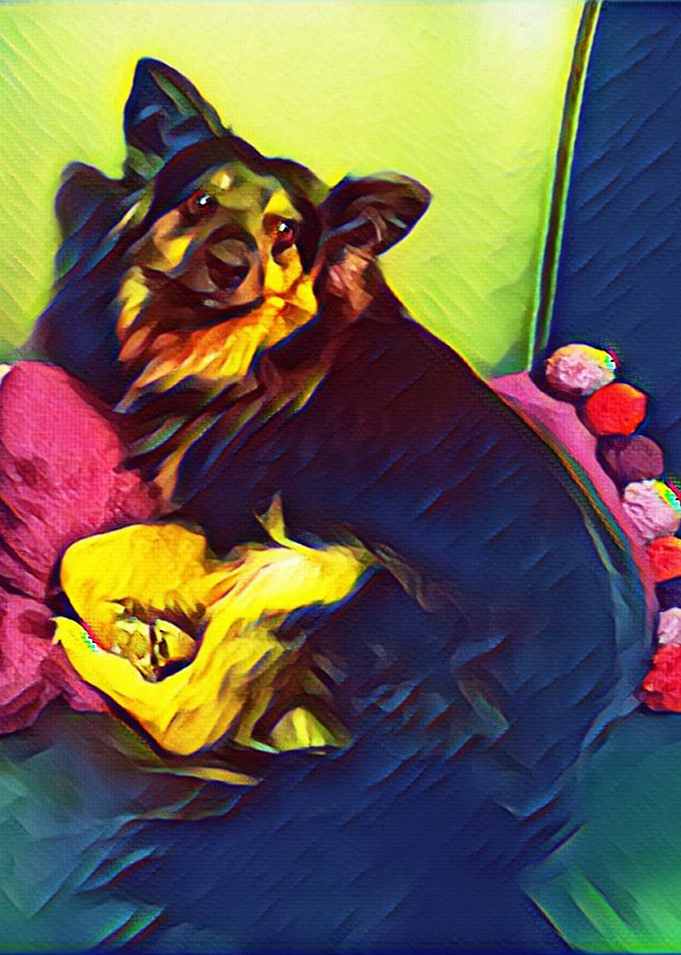sleepy dog zuzia
