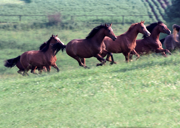 Horses 6
