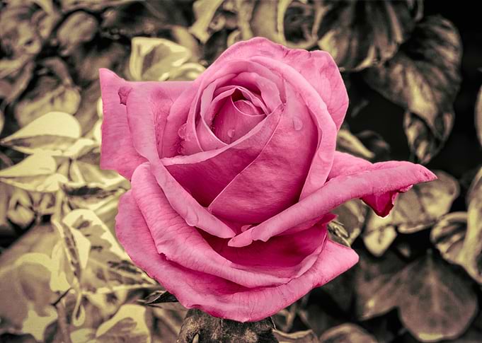 A rose