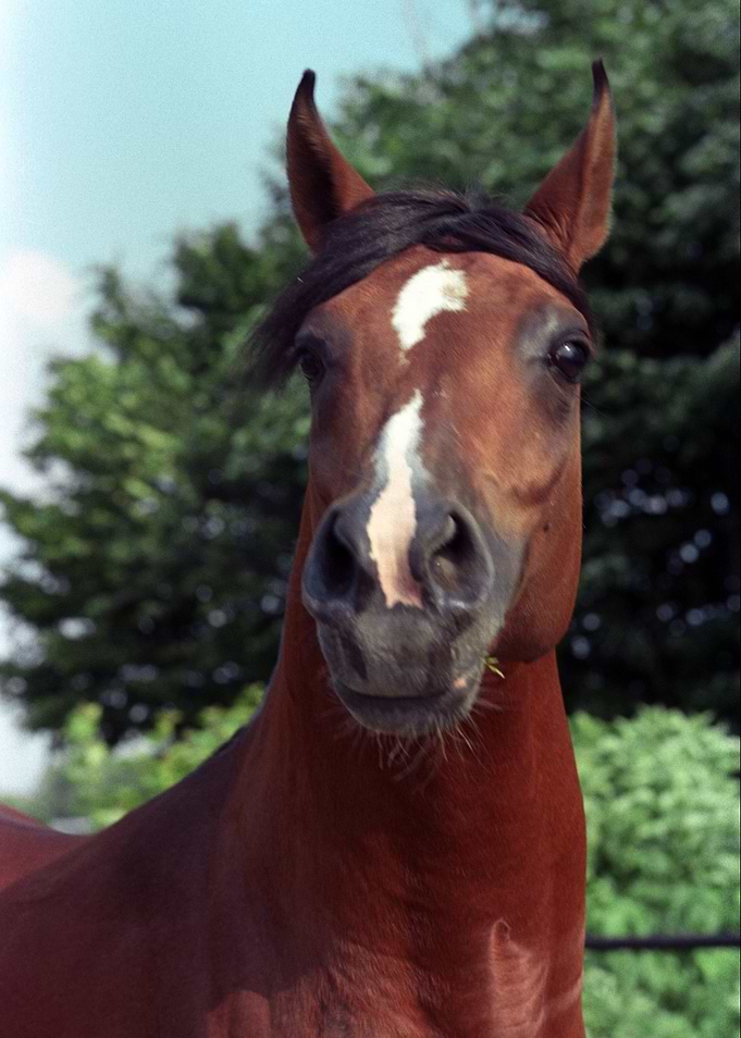 Horse 5