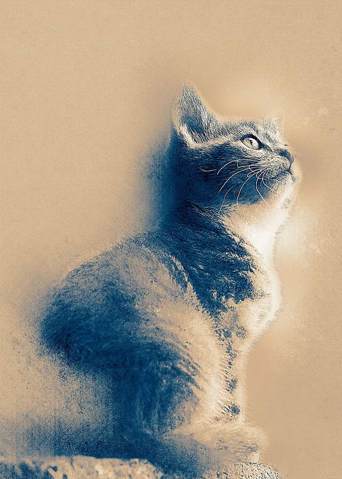 Bluecat