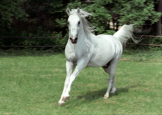 Horse 1