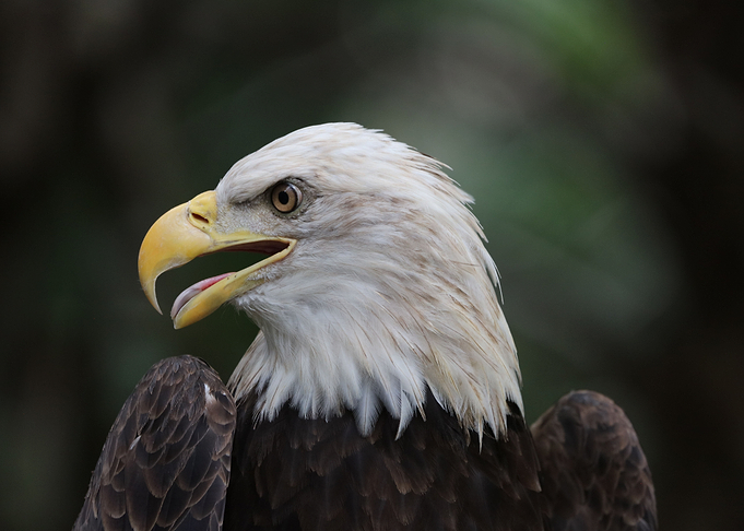 American Pride