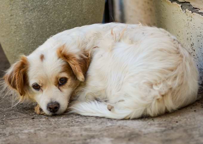 Domestic Dog