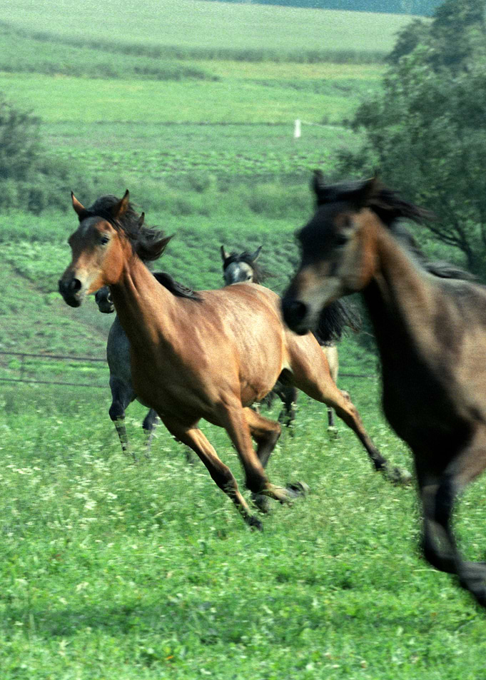 Horses 8