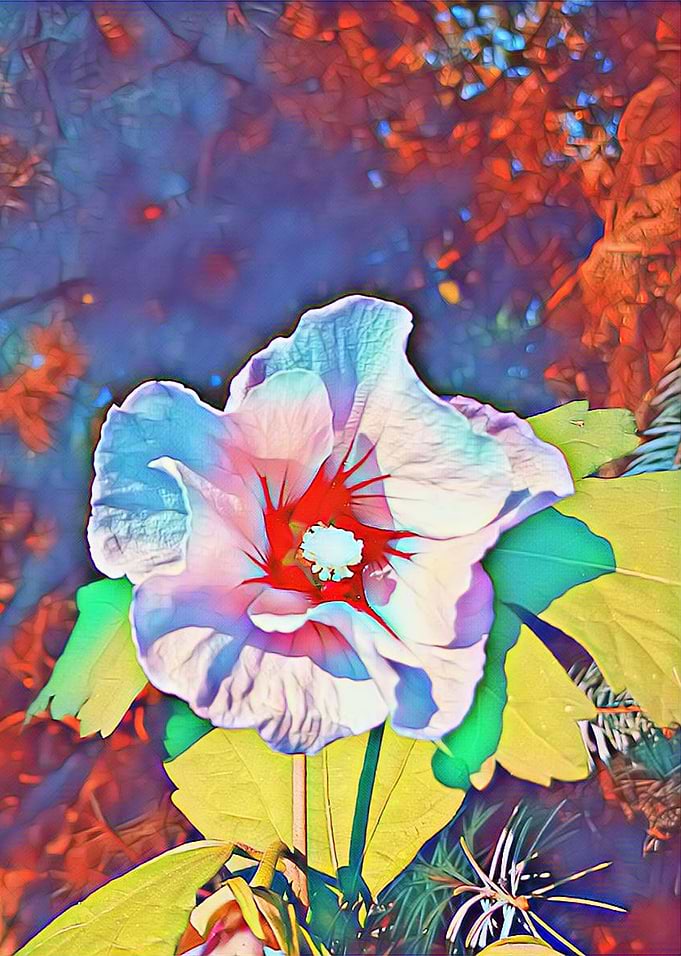 hibiscus