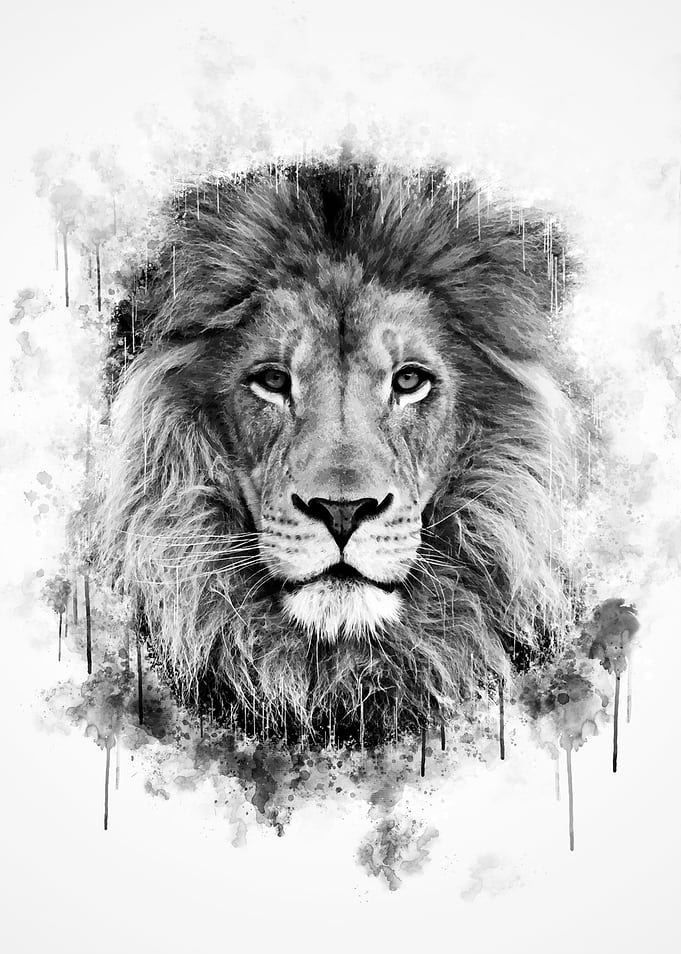 Lion Head Black and White