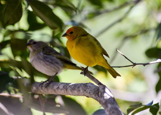 Yellow Bird