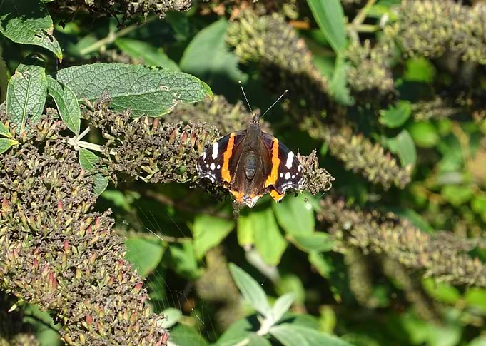 Red Admiral Butterfly