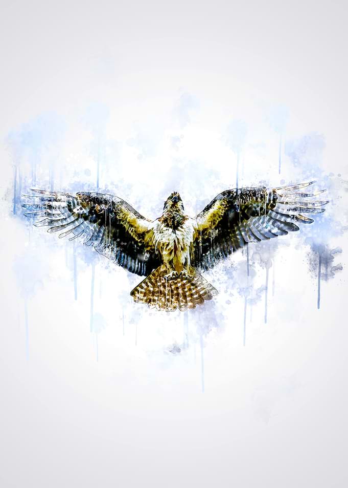 Hawk Flying