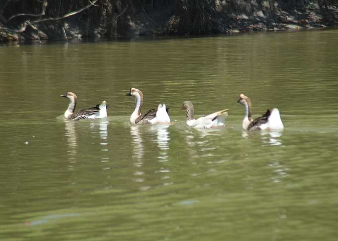Duck