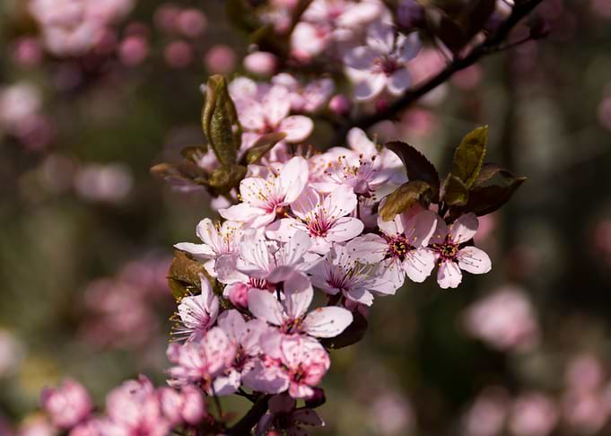 cherry blossom