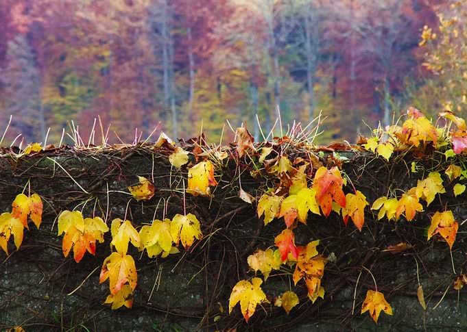 Autumn has come