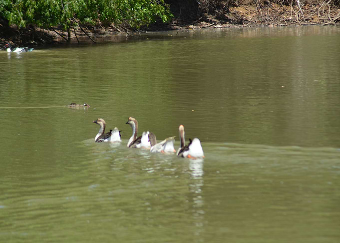 Duck