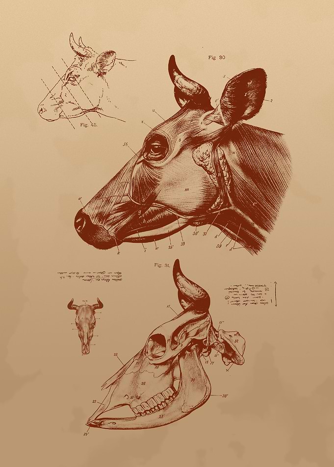 Bull