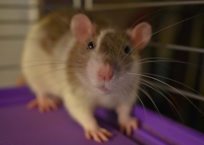 Whiskers