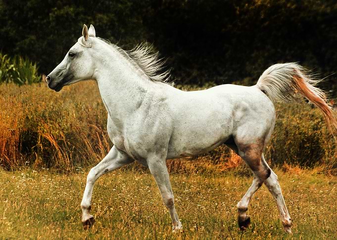 In the pasture
