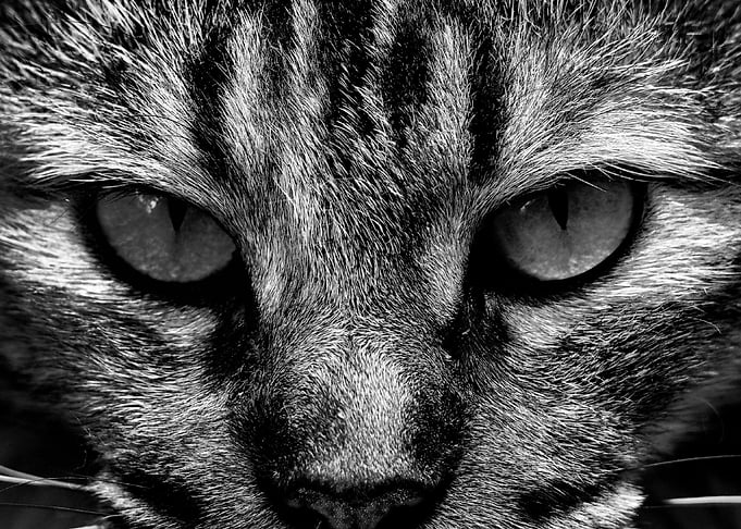 Cat eyes