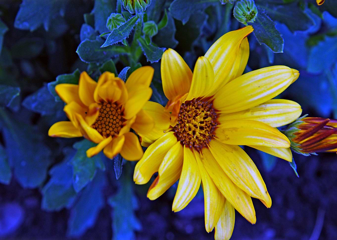 Deep Sunflower